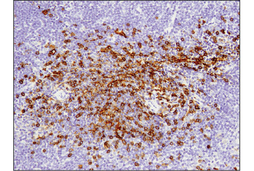Mouse Immune Cell Phenotyping IHC Antibody Sampler Kit