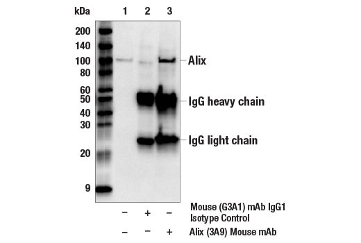 Exosomal Marker Antibody Sampler Kit