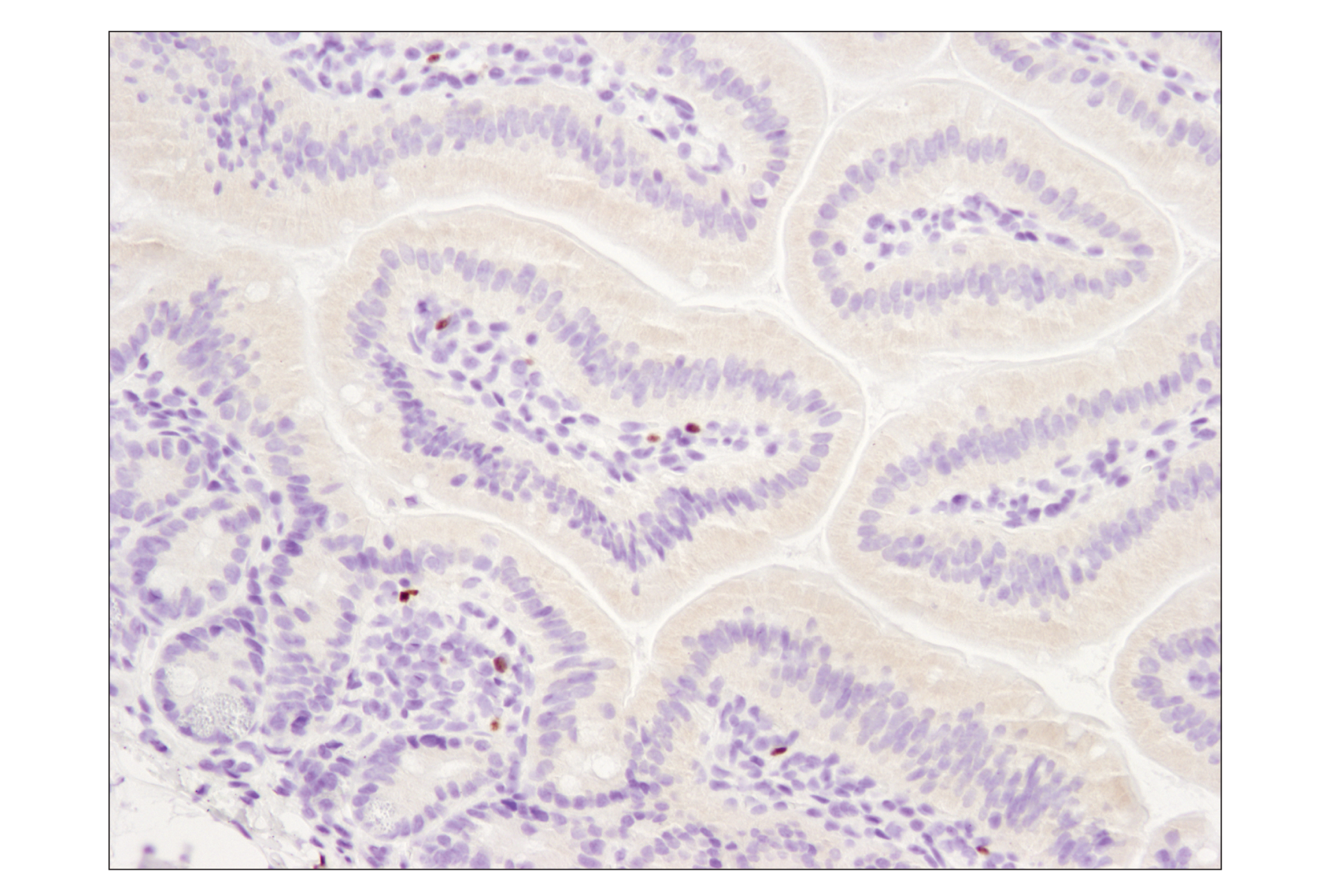 Mouse Immune Cell Phenotyping IHC Antibody Sampler Kit