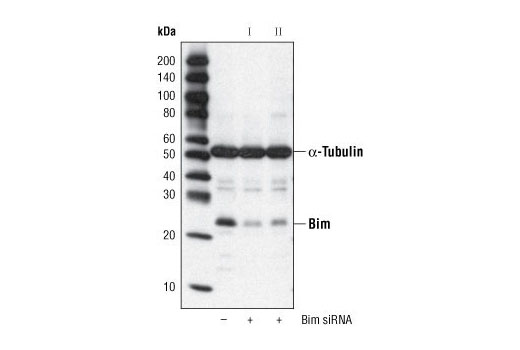 Pro-Apoptosis Bcl-2 Family Antibody Sampler Kit