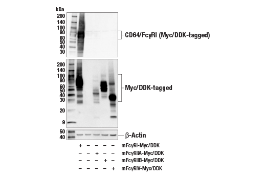 CD64/FcgammaRI (E2O4L) Rabbit mAb