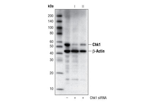 Chk1 (2G1D5) Mouse mAb