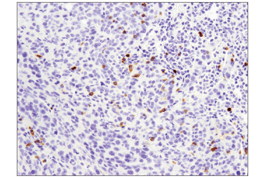 Mouse Immune Cell Phenotyping IHC Antibody Sampler Kit