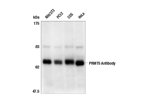 PRMT5 Antibody