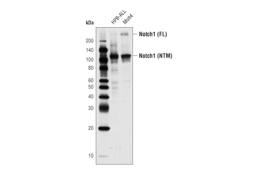 Notch1 (D6F11) XP ®  Rabbit mAb