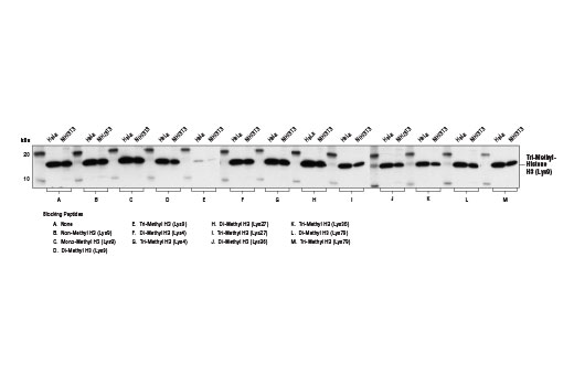 Methyl-Histone H3 (Lys9) Antibody Sampler Kit