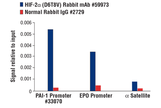 Hypoxia Pathway Antibody Sampler Kit