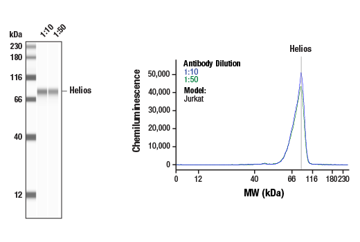 Helios (D8W4X) XP ®  Rabbit mAb
