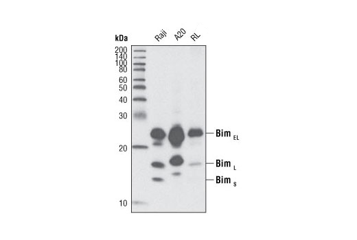 Pro-Apoptosis Bcl-2 Family Antibody Sampler Kit