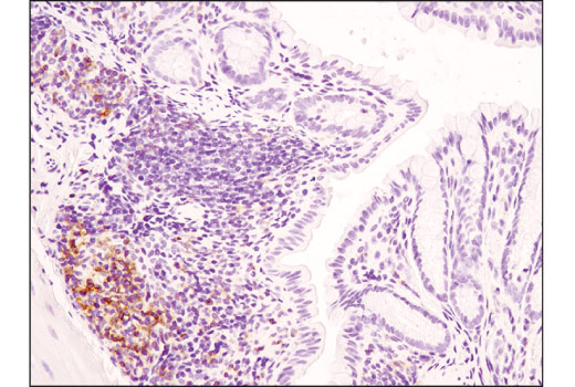 Mouse Immune Cell Phenotyping IHC Antibody Sampler Kit