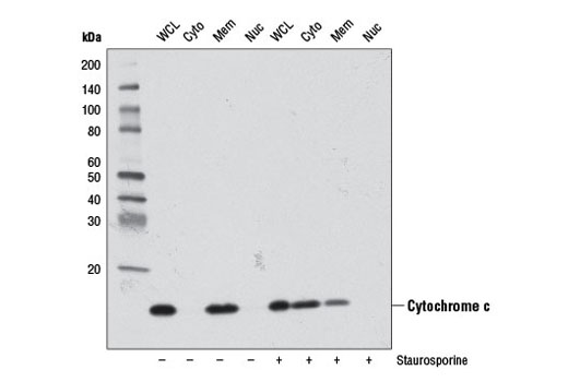 Cytochrome c (D18C7) Rabbit mAb