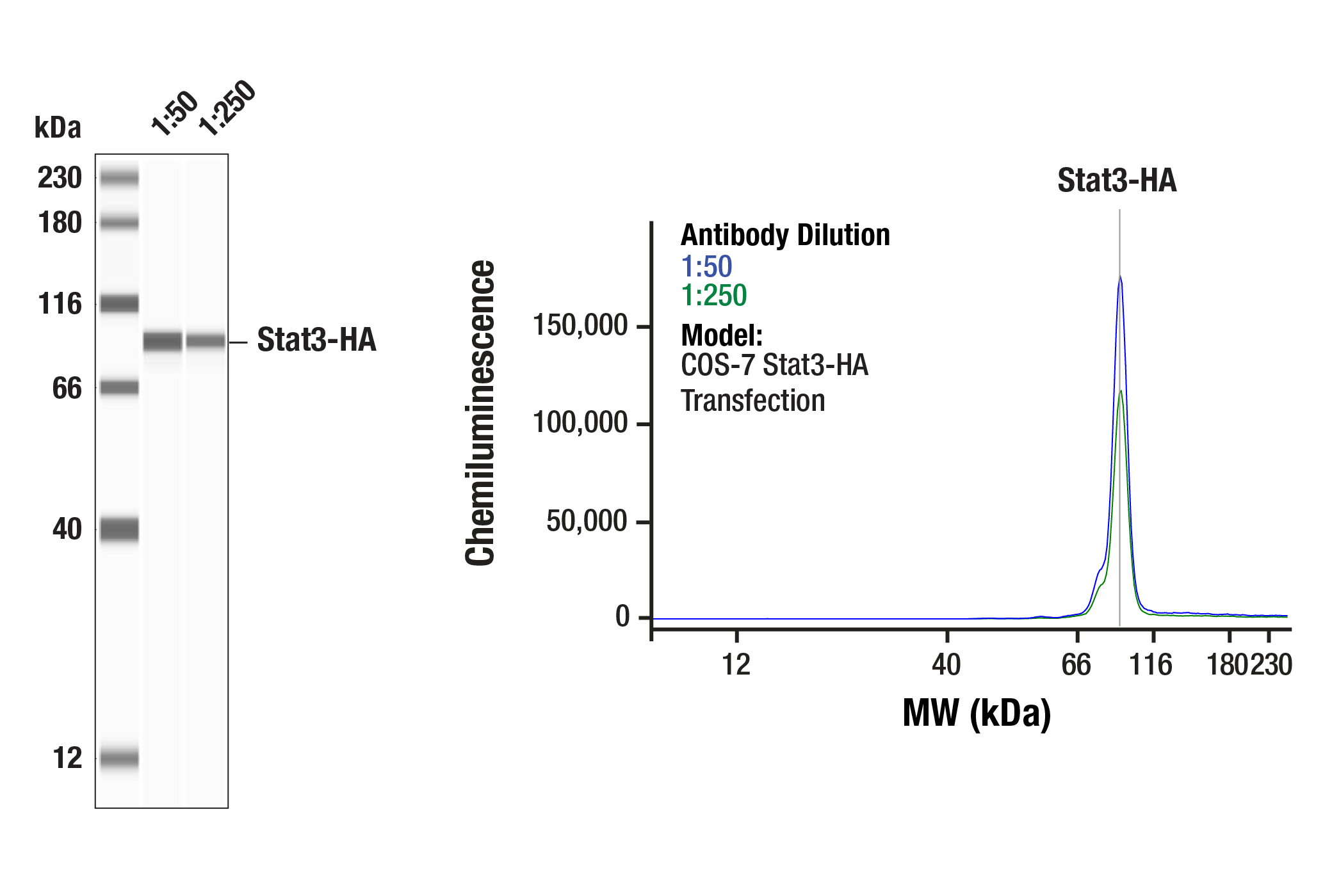 HA-Tag (6E2) Mouse mAb