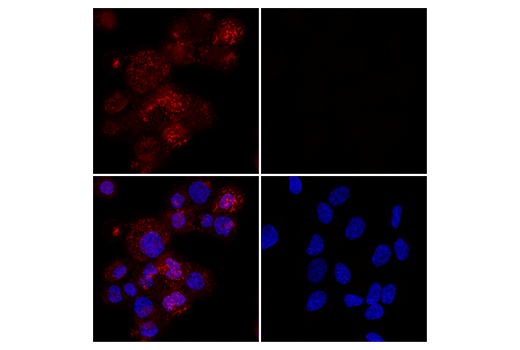 Iba1/AIF-1 (E4O4W) XP®Rabbit mAb (Alexa Fluor® 594 Conjugate)