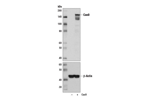 Cas9 ( S. pyogenes ) (7A9-3A3) Mouse mAb