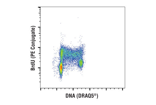 BrdU (Bu20a) Mouse mAb (PE Conjugate)