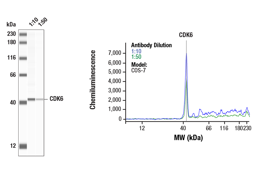 CDK Antibody Sampler Kit