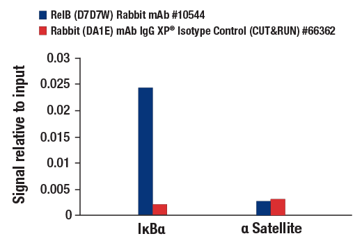 NF-kappaB Family Antibody Sampler Kit II