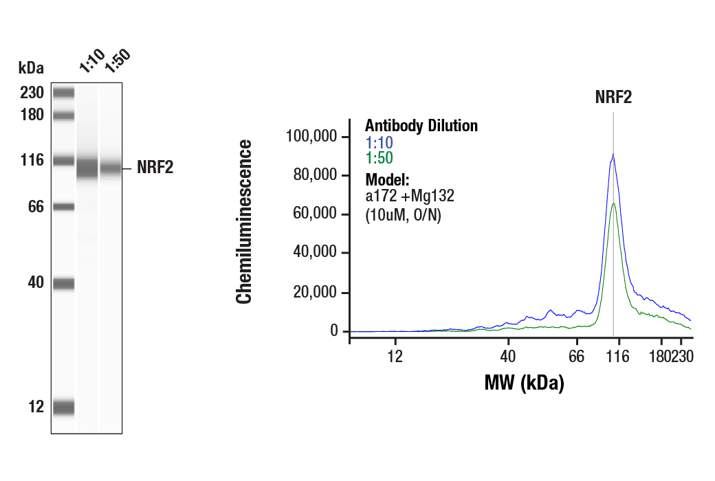 NRF2 (E5F1A) Rabbit mAb