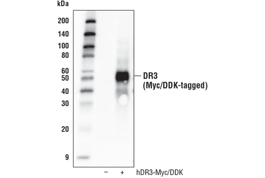 DR3 (D5Q2R) Rabbit mAb