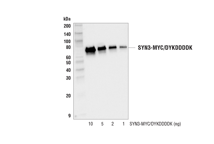 DYKDDDDK Tag (9A3) Mouse mAb (Binds to same epitope as Sigma-Aldrich Anti-FLAG M2 antibody)