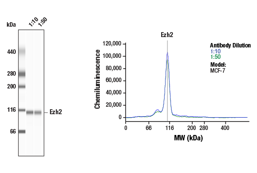 Ezh2 (D2C9) XP® Rabbit mAb