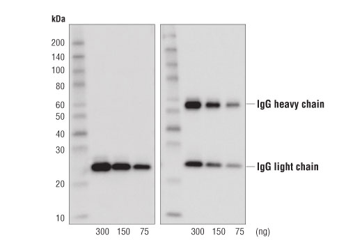 Rabbit Anti-Mouse IgG (Light Chain Specific) (D3V2A) mAb (HRP Conjugate)