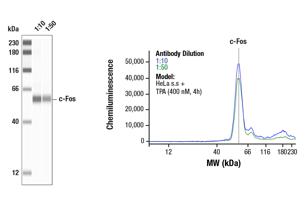 c-Fos (9F6) Rabbit mAb
