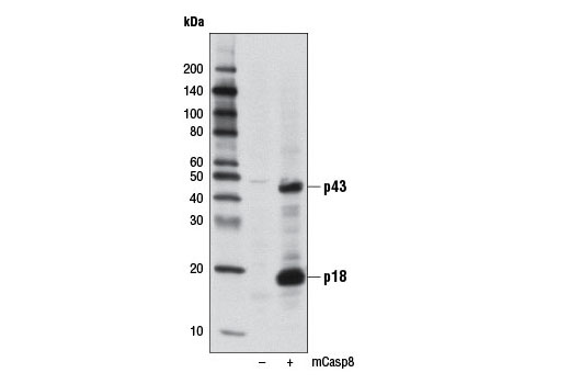 Apoptosis Antibody Sampler Kit (Mouse Preferred)