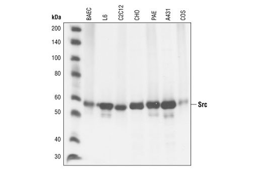 Src (36D10) Rabbit mAb