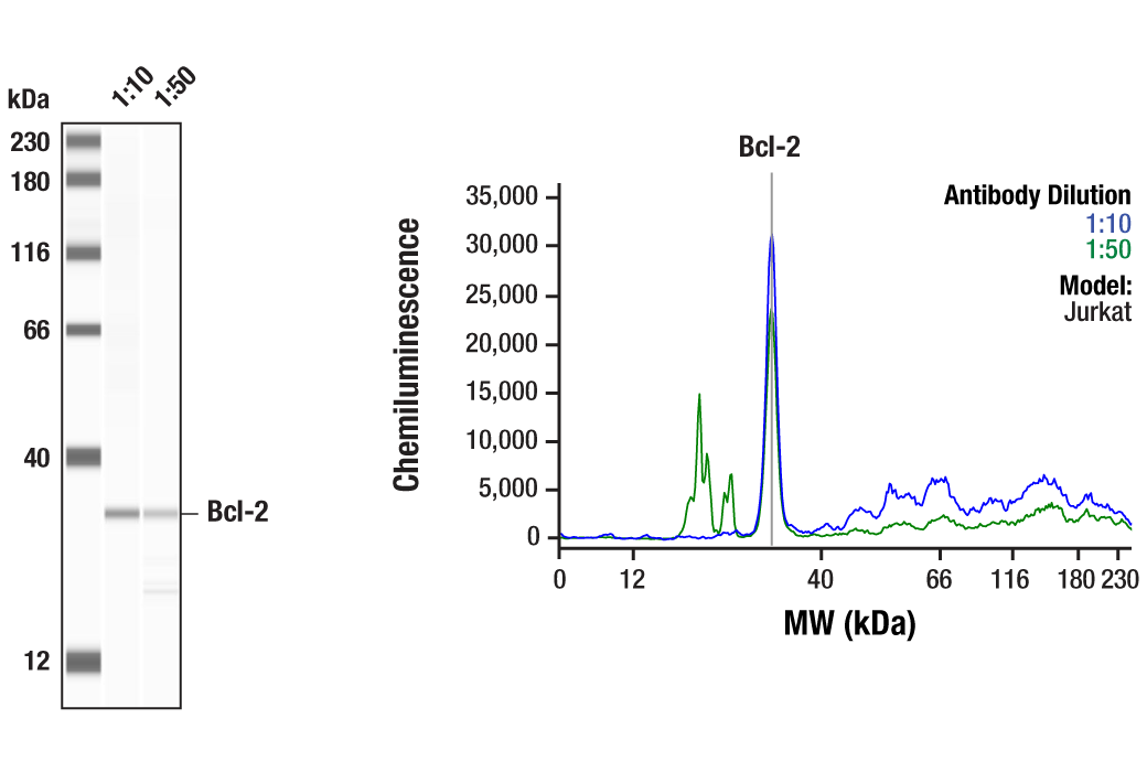 Bcl-2 (124) Mouse mAb