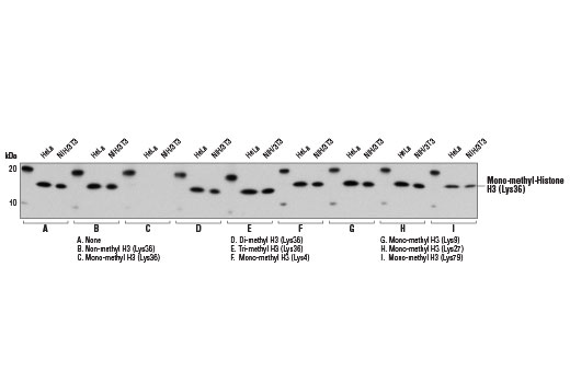 Mono-Methyl-Histone H3 (Lys36) (D9J1D) Rabbit mAb