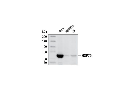 Exosomal Marker Antibody Sampler Kit