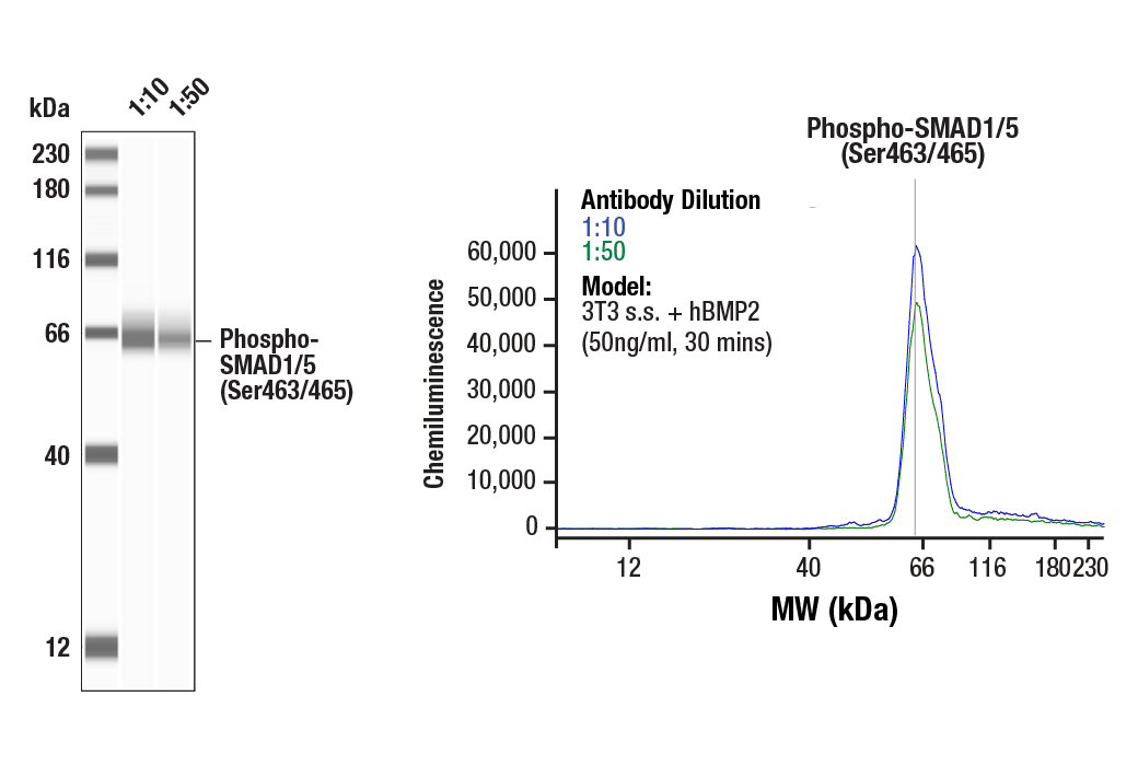 SMAD 1/5/9 Antibody Sampler Kit