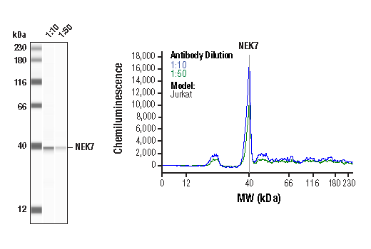 NEK7 Antibody