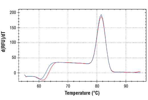 SimpleChIP ®  Human EIF4G1 Intron 8 Primers