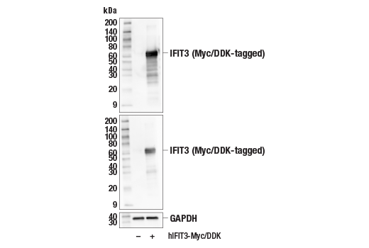 IFIT3 (E8G5Y) Rabbit mAb
