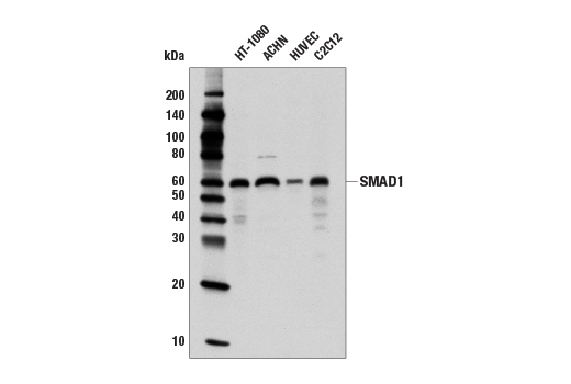 SMAD1 (D59D7) XP ®  Rabbit mAb