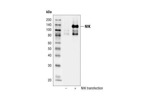 NIK Antibody