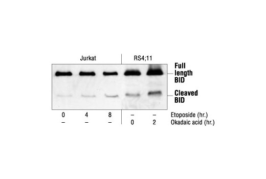 Pro-Apoptosis Bcl-2 Family Antibody Sampler Kit