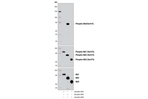 Phospho-Akt Isoform Antibody Sampler Kit