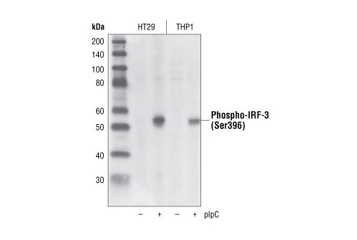 Phospho-IRF-3 (Ser396) (4D4G) Rabbit mAb