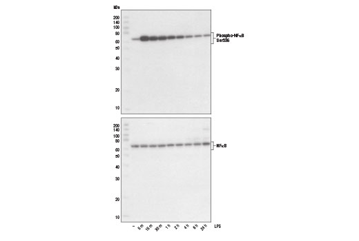 Lipopolysaccharides (LPS)