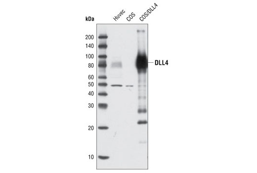 Notch Receptor Interaction Antibody Sampler Kit