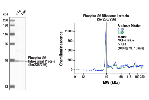 Phospho-S6 Ribosomal Protein (Ser235/236) (D57.2.2E) XP ®  Rabbit mAb