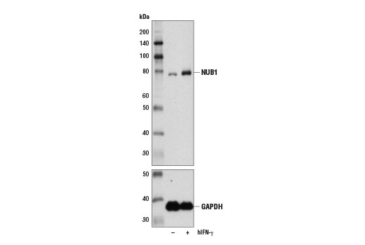 NUB1 Antibody