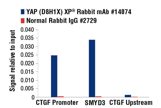 Hippo Pathway: Upstream Signaling Antibody Sampler Kit