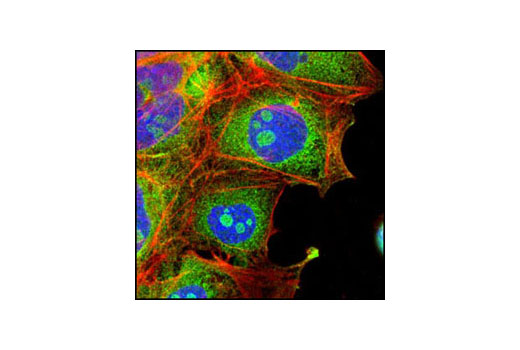 Anti-rabbit IgG (H+L), F(ab‘) 2  Fragment (Alexa Fluor ®  488 Conjugate)