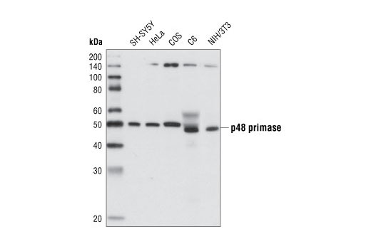 p48 Primase (8G10) Rat mAb