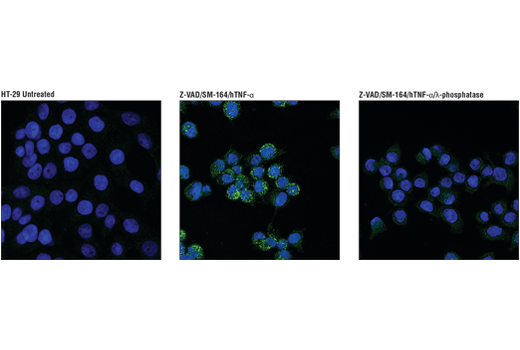 Necroptosis Antibody Sampler Kit