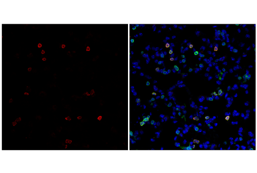 CD3 (17A2) Rat mAb (redFluor™ 710 Conjugate)